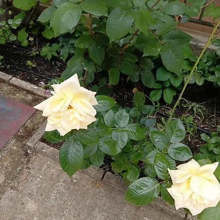 Orhideya Διαμέρισμα *