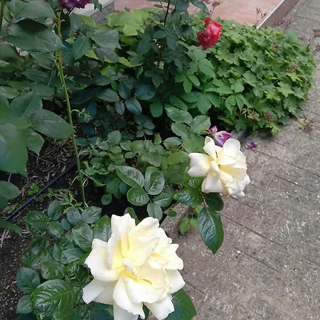 Orhideya * Σάνι Μπιτς