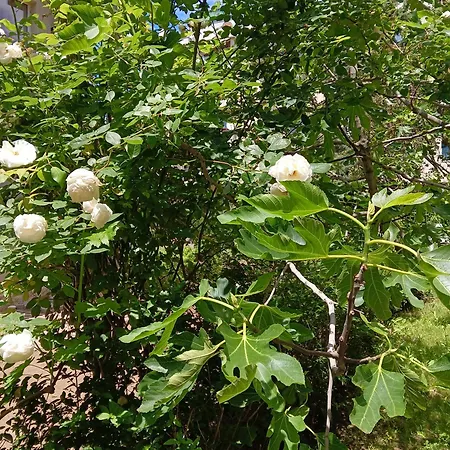 Orhideya Διαμέρισμα Σάνι Μπιτς