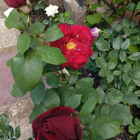 Appartement Orhideya *