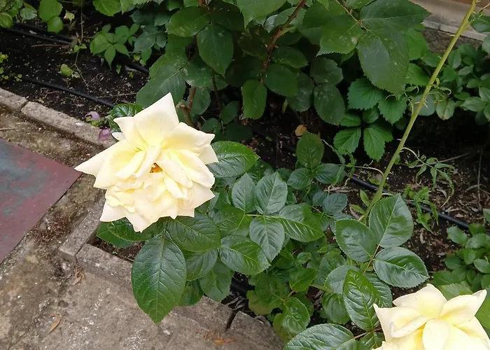 Orhideya Lägenhet *