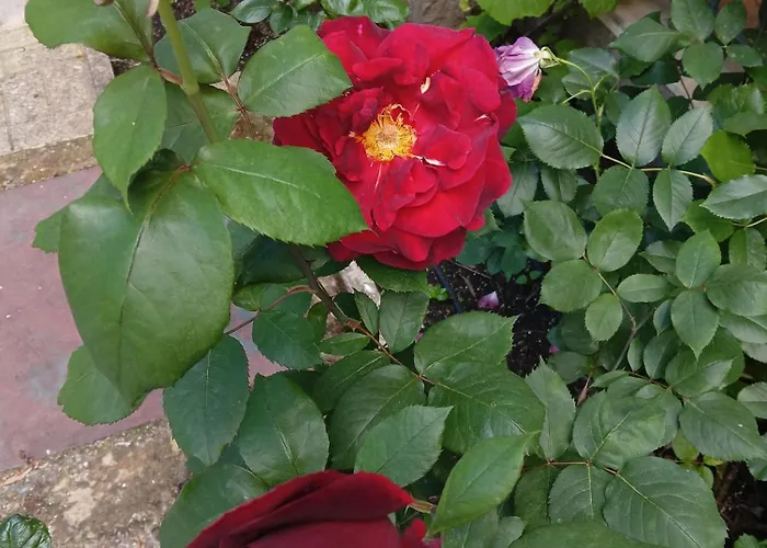 Lägenhet Orhideya *