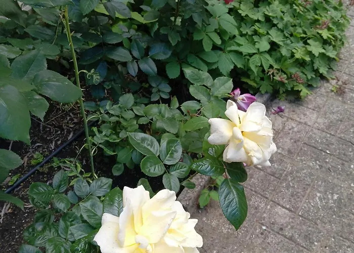 Orhideya * Slăntjev Brjag