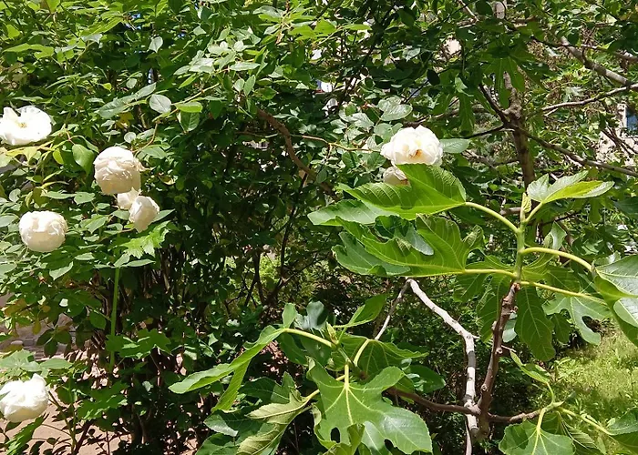 Orhideya Lägenhet Slăntjev Brjag